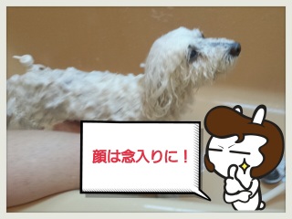 �V�����v�[
