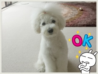 �V�����v�[