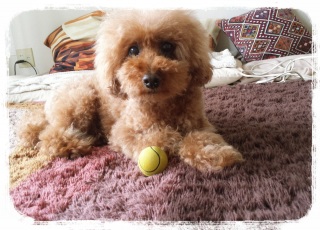 �v�����Ƃ���