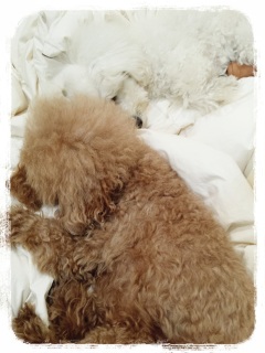 �I�����ۂ�