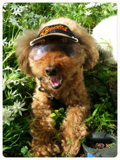 �T���O���X