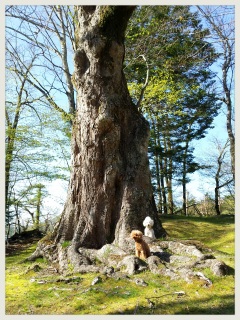 �p���[�X�|�b�g