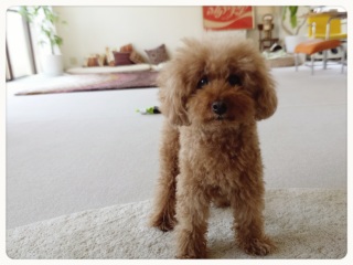 �_�C�G�b�g