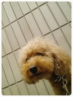 �҂��Ă�Ԃ�