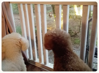 �����邨����