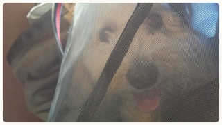 �o�b�O�C��