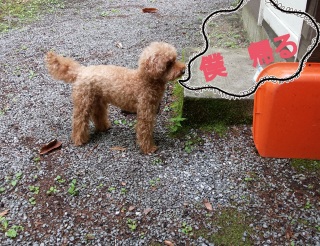 �������ł�