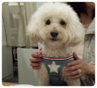 �H�ׂ܂���