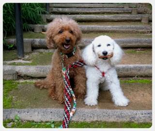 �V���[�g�R�[�X