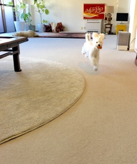 �\����Ȃ�