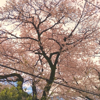 �J�オ��