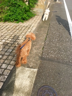 �v���U�肾��