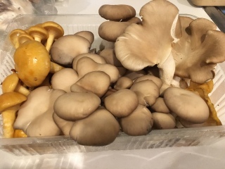 �������������̂�