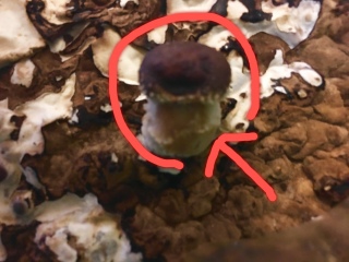 �ő�