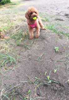 �v���[���g