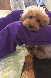 ���肢
