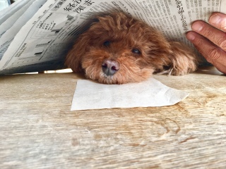 �Z�����炵��
