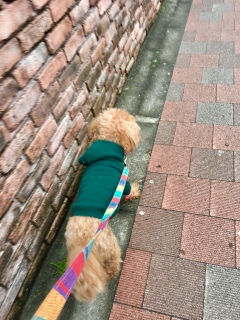 �A�蓹